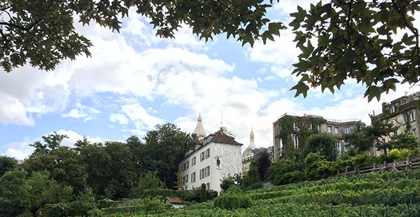 Une tradition préservée, la vigne de Montmartre Une tradition préservée, la vigne de Montmartre