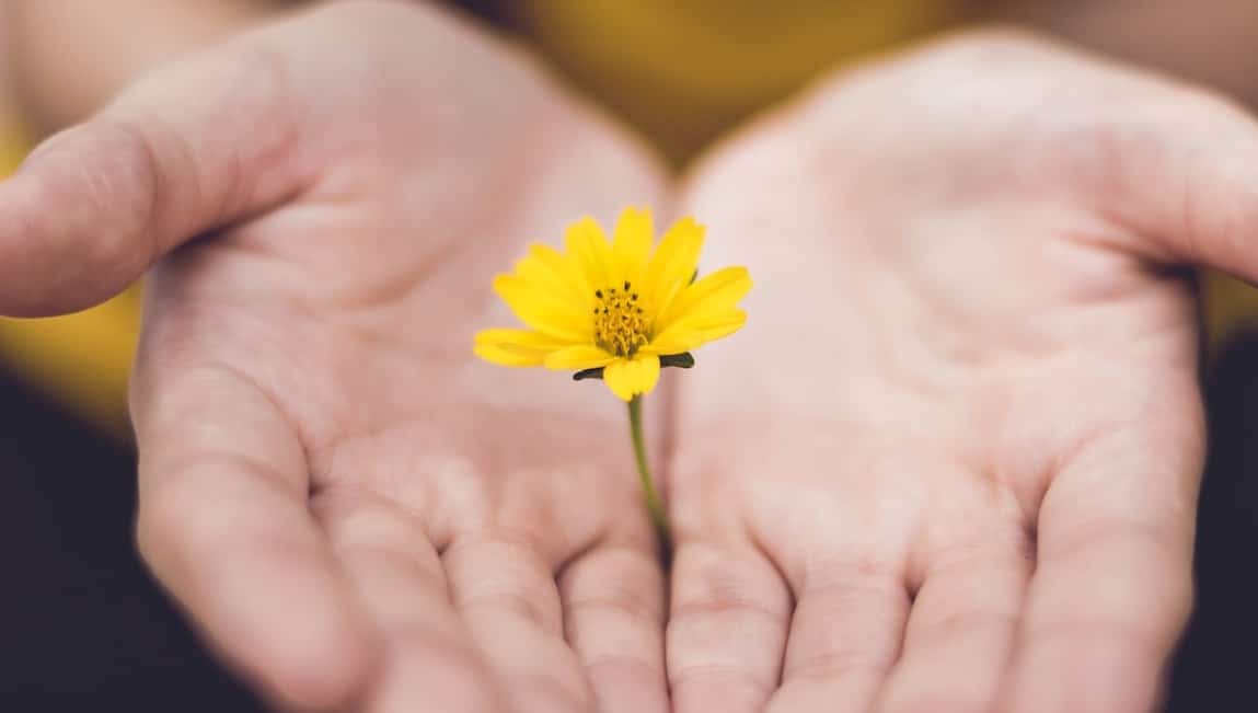 Une fleur dans les mains d'une personne